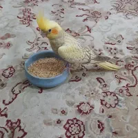 عروس هلندی