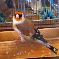 سهره مست کت شل کن حنجره دار|پرنده|شیراز, نیستان|دیوار