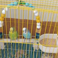 فروش 2عدد مرغ عشق هرکدام 300|پرنده|گلپایگان, |دیوار