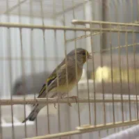 سهره قناری|پرنده|قزوین, |دیوار