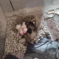 توله سگ پاکوتاه