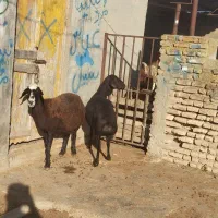 گوسفند|حیوانات مزرعه|سیمین شهر, |دیوار