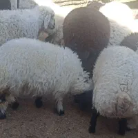 فروش بره ترکی نر و ماده|حیوانات مزرعه|اشکذر, |دیوار