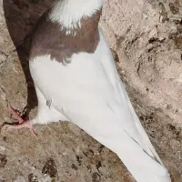 ک طوقی|پرنده|مبارکه, |دیوار