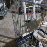 تعدادی جوجه عروس هلندی دستی