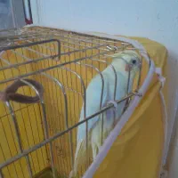 فروش عروس هلندی|پرنده|شیراز, دست خضر|دیوار