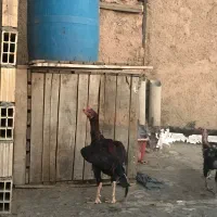 لاری|حیوانات مزرعه|کرج, حصارک پایین|دیوار