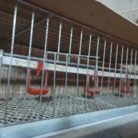 قفس بلدرچین