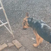 سگ ژرمن اصل|سگ|اردبیل, |دیوار