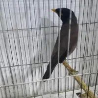 مرغ مینا|پرنده|تهران, ارجمندی راد|دیوار