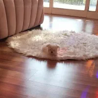 مالتیز اصیل با ضمانت|سگ|محمدشهر, محمدشهر|دیوار