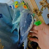 عروس هلندی سیامون نر بالغ دستی سخنگو|پرنده|مشهد, کوشش|دیوار