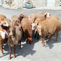 گوسفند کاور نر وماده