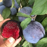 فروش انواع نهال های مثمر و غیر مثمر|خدمات باغبانی و درختکاری|رشت, منظریه|دیوار