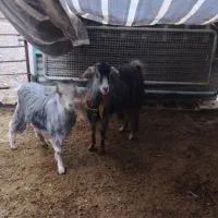 بز و بزغاله