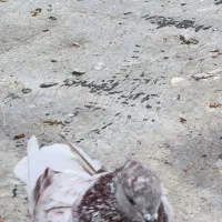 گمشده|حیوانات|پارس‌آباد, |دیوار