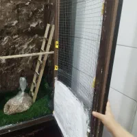 بوفه