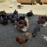 بوقلمون محلی سالم