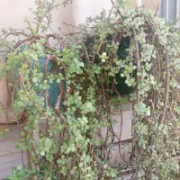 گل خانگی|گل و گیاه طبیعی|بوشهر, |دیوار