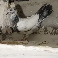 کفتر|پرنده|بیرجند, |دیوار