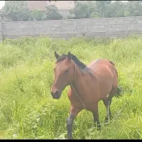اسب‌