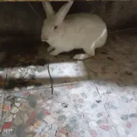 خرگوش نر اهلی باهوش|موش و خرگوش|خرمشهر, |دیوار