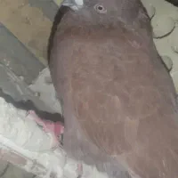 مامله میکنم|پرنده|ایرانشهر, |دیوار