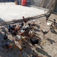 مرغ|حیوانات مزرعه|مبارکه, |دیوار