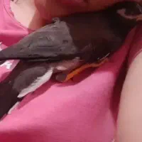 جوجه مینا نر رام و چلوندنی|پرنده|تهران, کیانشهر|دیوار