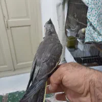 جوجه عروس هلندی|پرنده|تهران, آبشار|دیوار