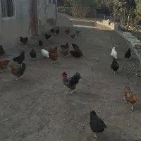 مرغ وخروس