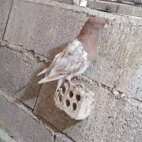 کله ای زاغ و طوقی