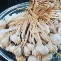سیر محلی بافت منطقه خوشکار