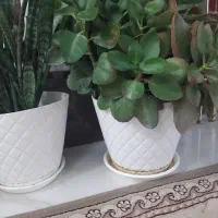 گل آپارتمانی