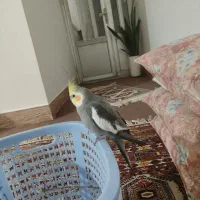 عروس هلندی|پرنده|کلاله, |دیوار