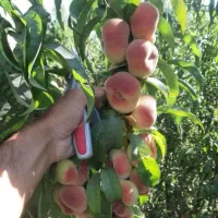 نهال هلو پلاستیکی و تمامی ارقام میوه ها|گل و گیاه طبیعی|شهرکرد, |دیوار