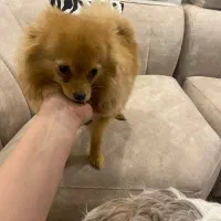 سگ پامرانین