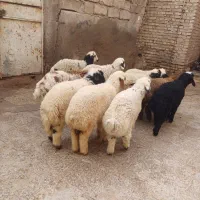 بره یاگوسفند