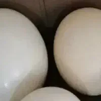 تخم خوراکی شترمرغ