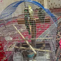 ۲عروس هلندی نازه|موش و خرگوش|قزوین, |دیوار