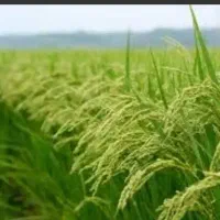 نشاء (تیم) برنج  هاشمی