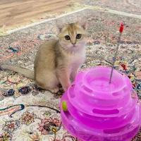 گربه گلد بریتیش|گربه|بناب, |دیوار