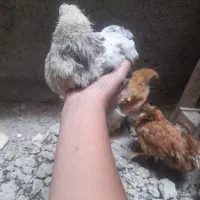 جوجه برهما