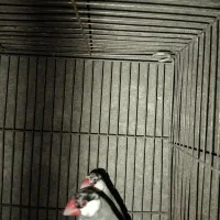 فنچ نرگسی|پرنده|سراوان, |دیوار