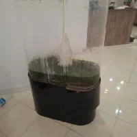 اکواریوم خونگی