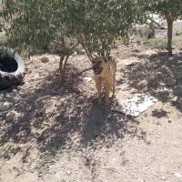 دله خراسانی|سگ|نهاوند, |دیوار