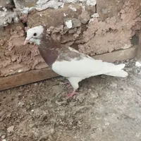کفتر|پرنده|سبزوار, باهنر|دیوار