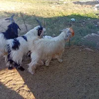 سه بیگ گله داری با ذو عدد بره داشتی|حیوانات مزرعه|مسجد سلیمان, |دیوار