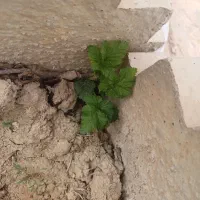 نهال تمشک جایگزین توت فرنگی