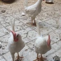 مرغ و خروس|حیوانات مزرعه|ماهدشت, |دیوار